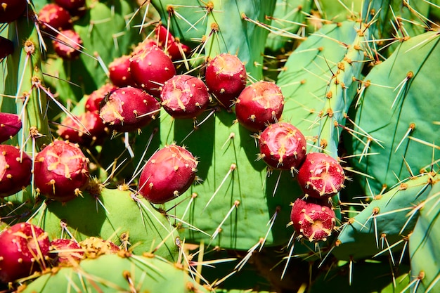 Qu'est-ce que l'huile de barbarie, exactement ?
