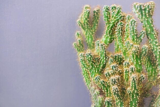 Précautions et contre-indications