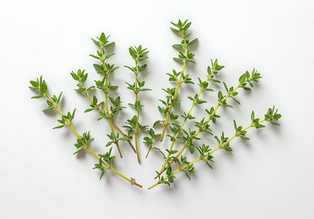 Tips : Pourquoi le thym est votre allié santé indispensable