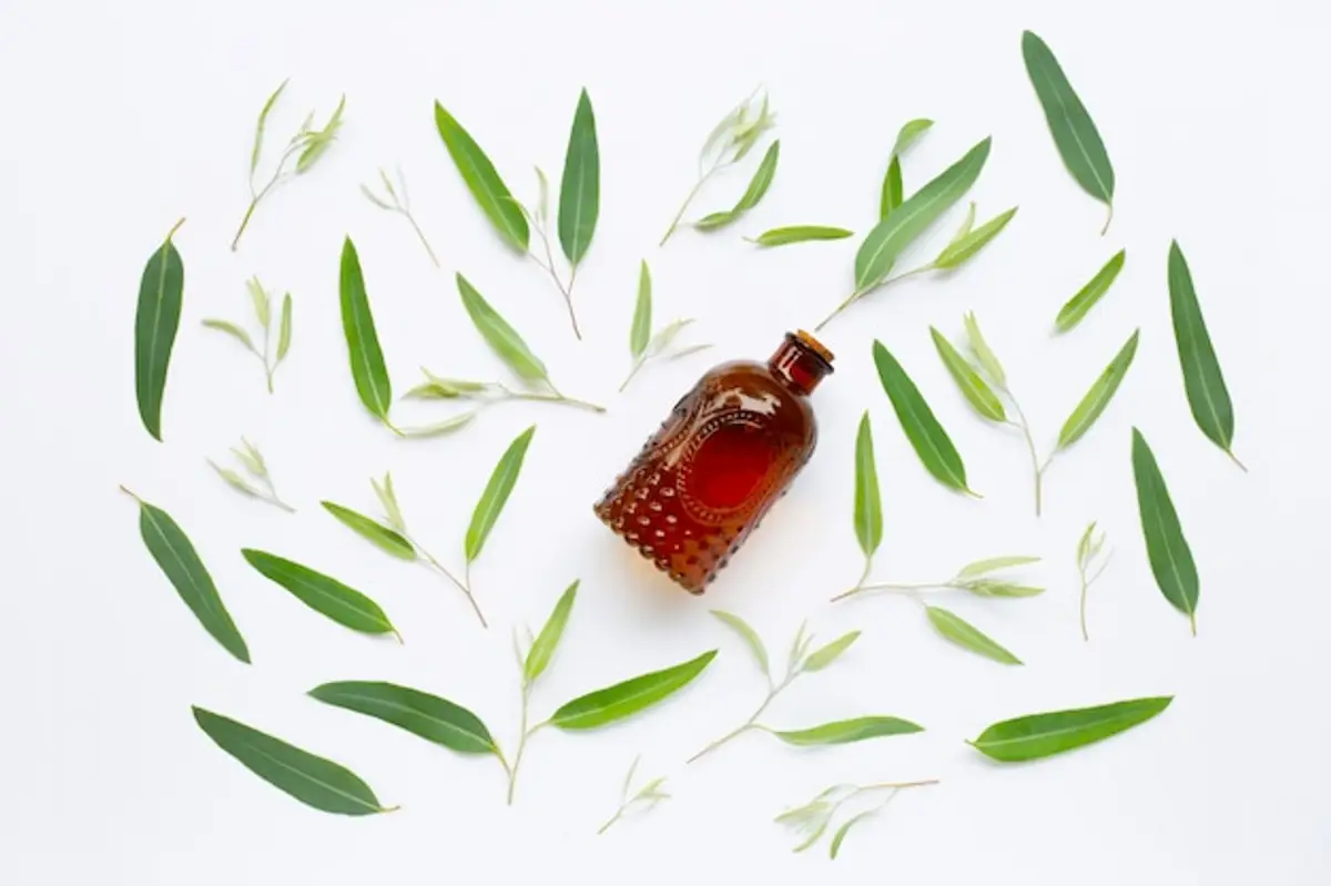 huile tea tree bouteille feuilles vertes