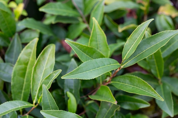 Qu’est-ce que l’huile essentielle de tea tree et d’où vient-elle ?