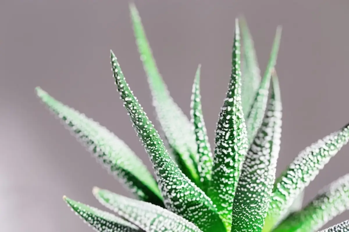 aloe vera gel feuille succulente