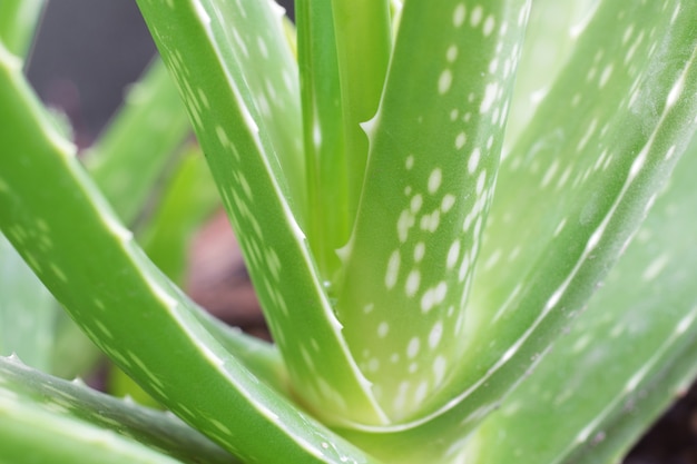 Aloe vera plante : bien plus qu'une succulente décorative