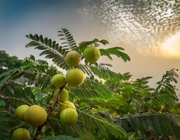 Qu'est-ce que l'amla exactement ?