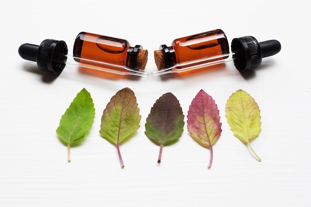 Comparatif : Niaouli vs Tea Tree vs Ravintsara