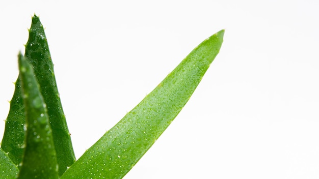 Recette DIY : Gel d'aloe vera frais pour les coups de soleil