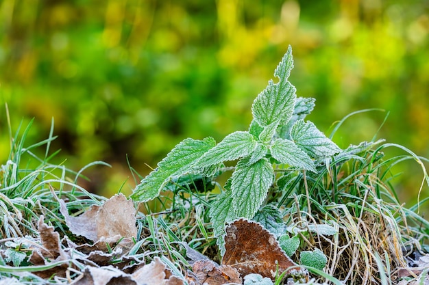 Pourquoi l'ortie est votre alliée santé gratuite ?