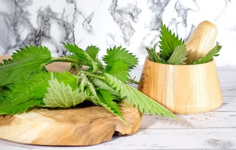 ortie feuilles fraîches bienfaits santé