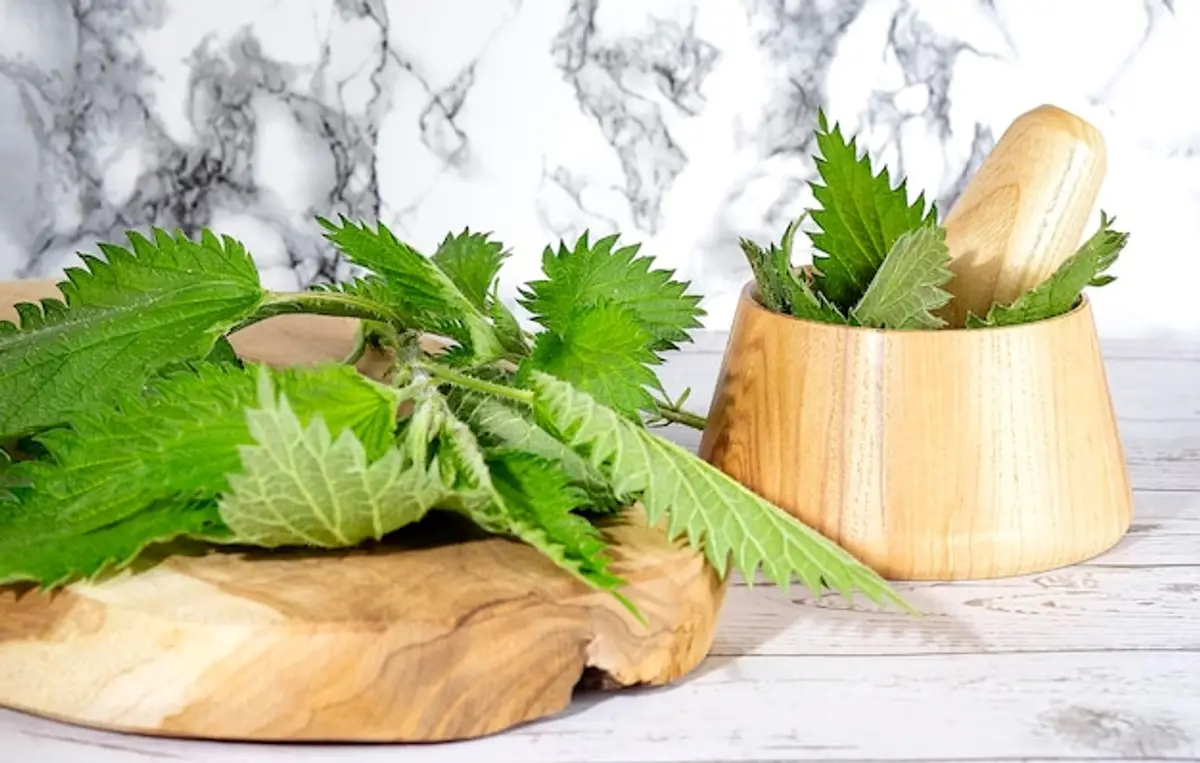 ortie feuilles fraîches bienfaits santé