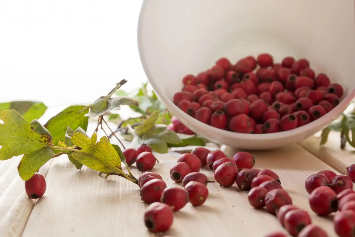 cranberry baies rouges contre-indications reins calculs