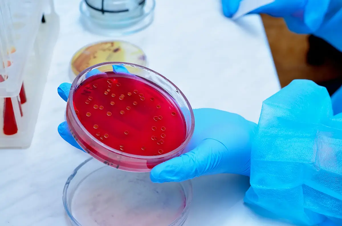 enzyme foie analyse sanguine GGT