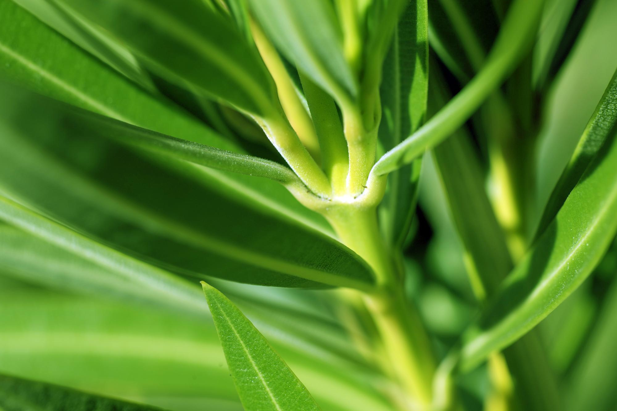 Qu’est-ce que la citronnelle exactement ?
