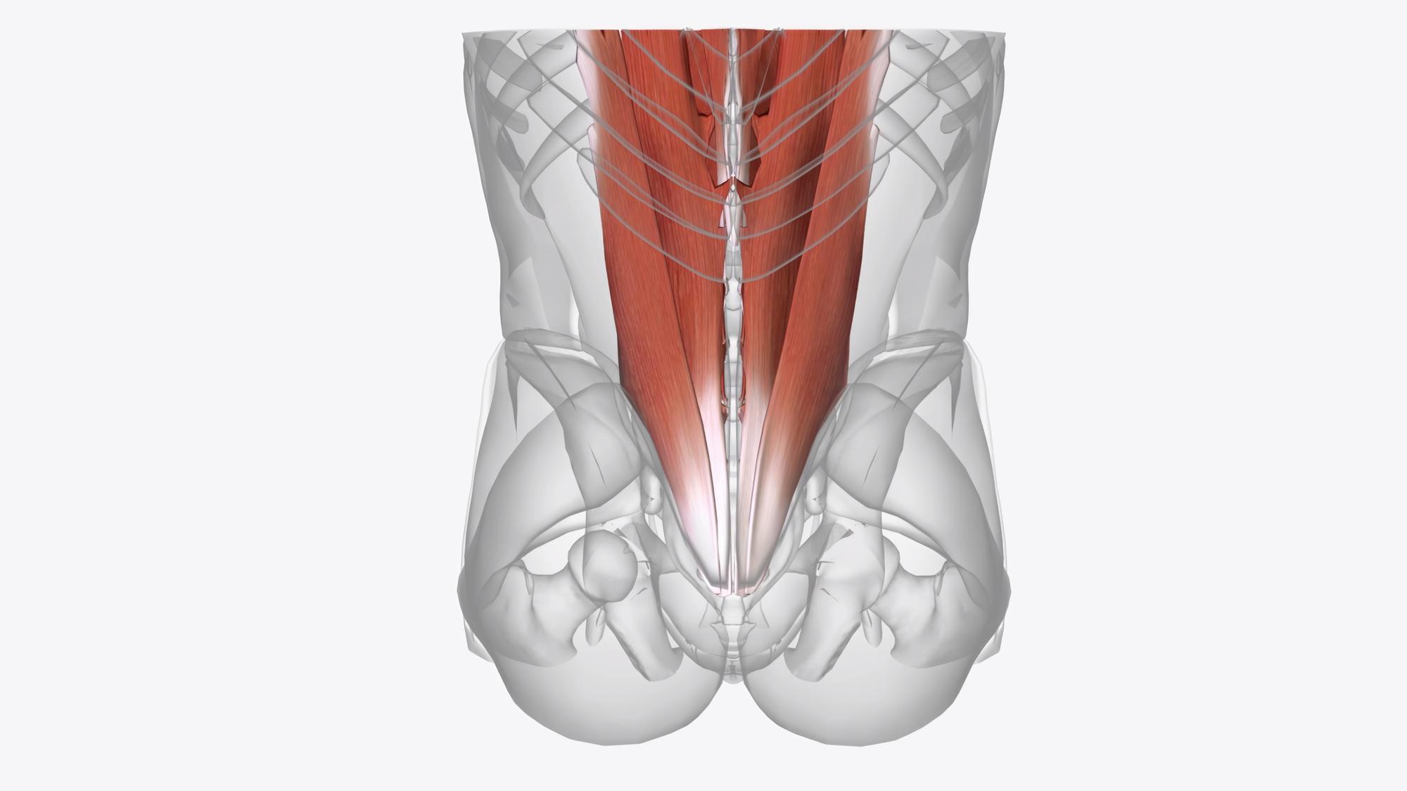 Où se situe le psoas iliaque et quel est son rôle ?