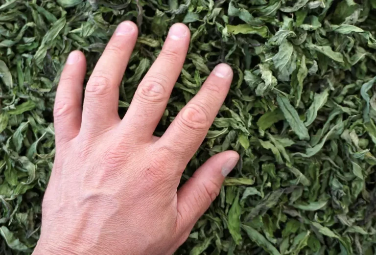 hand nettle sting