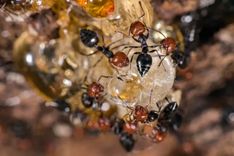 huiles essentielles fourmis