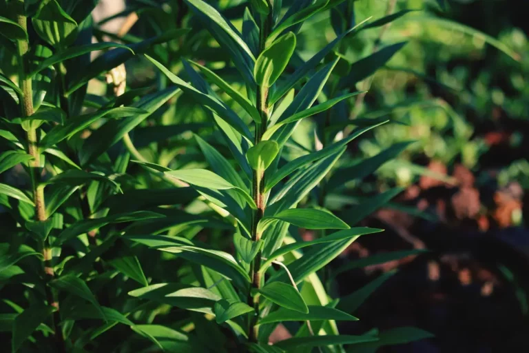 tea tree verrue