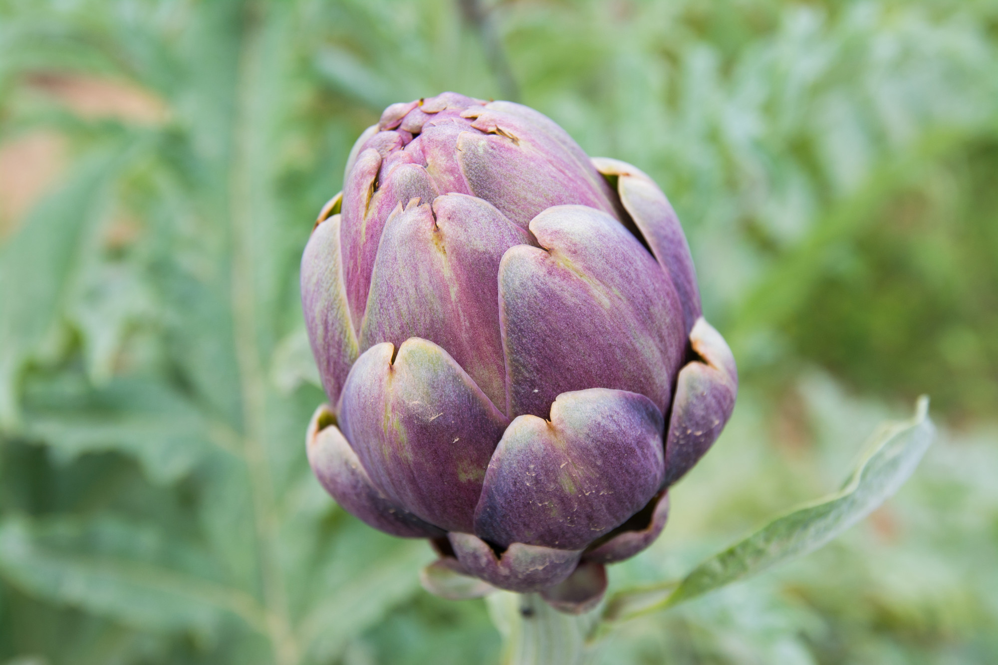 Quels légumes aident le plus contre la constipation ?
