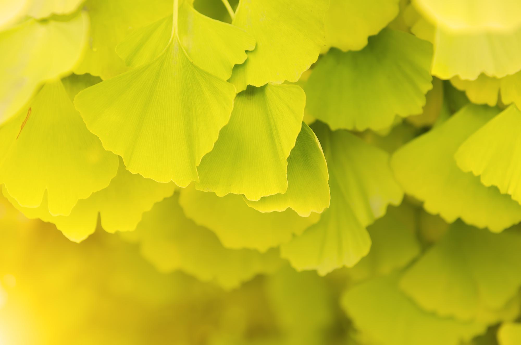 Le ginkgo biloba est-il dangereux en soi ?