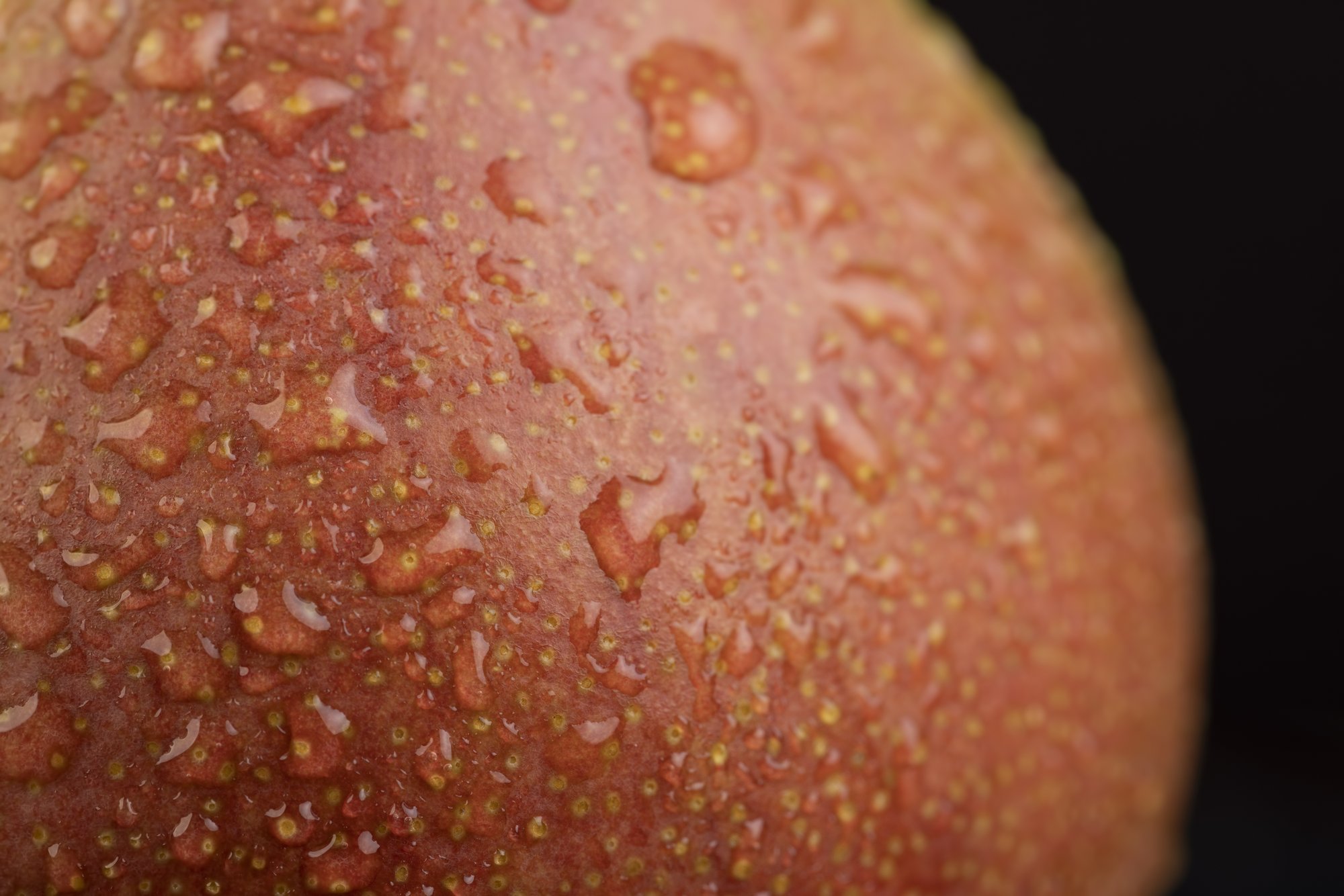 Qu’est-ce qu’un grain de milium ?