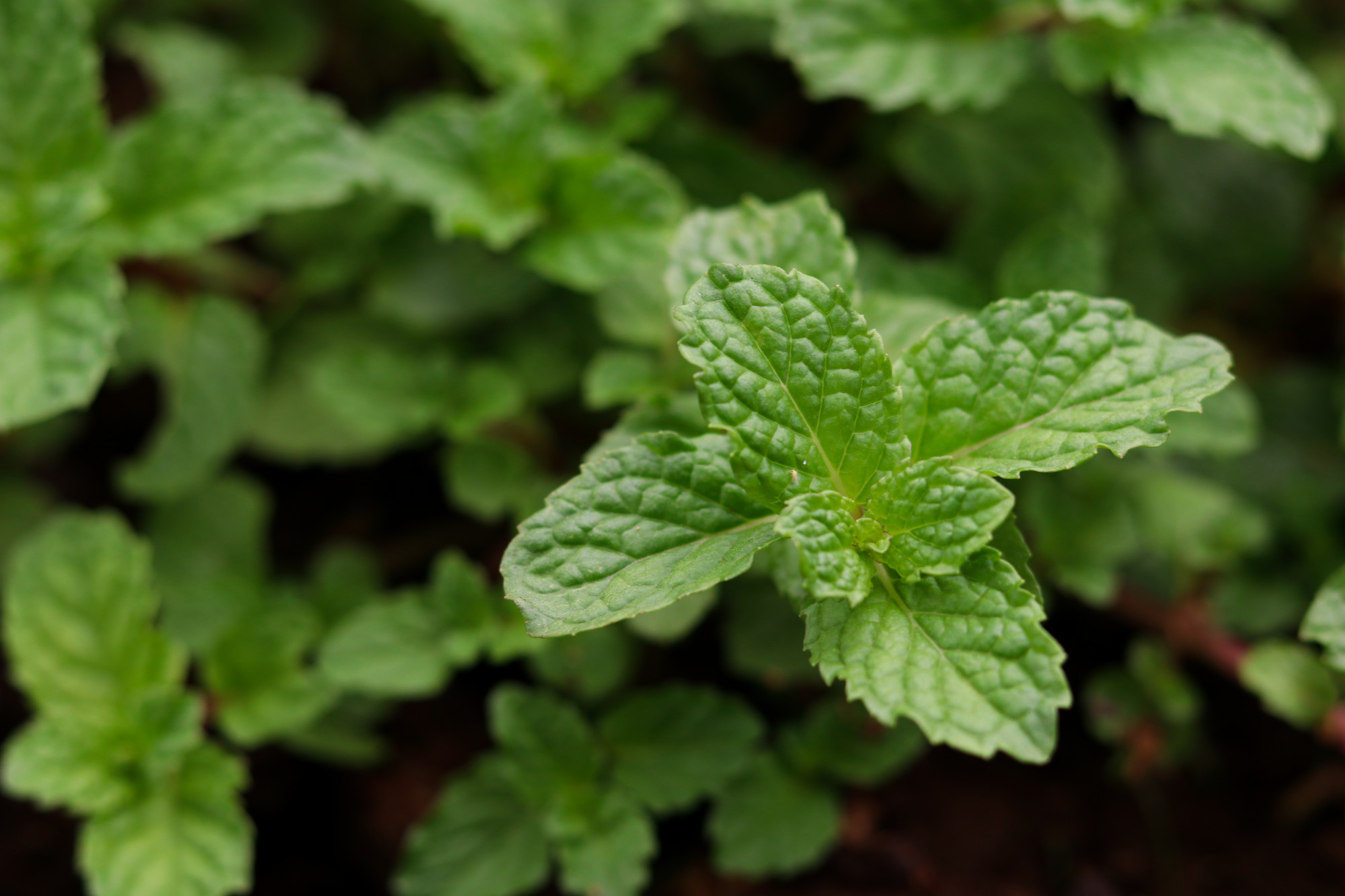La menthe poivrée est-elle vraiment dangereuse ?