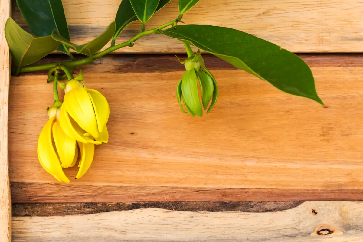 fleurs ylang ylang