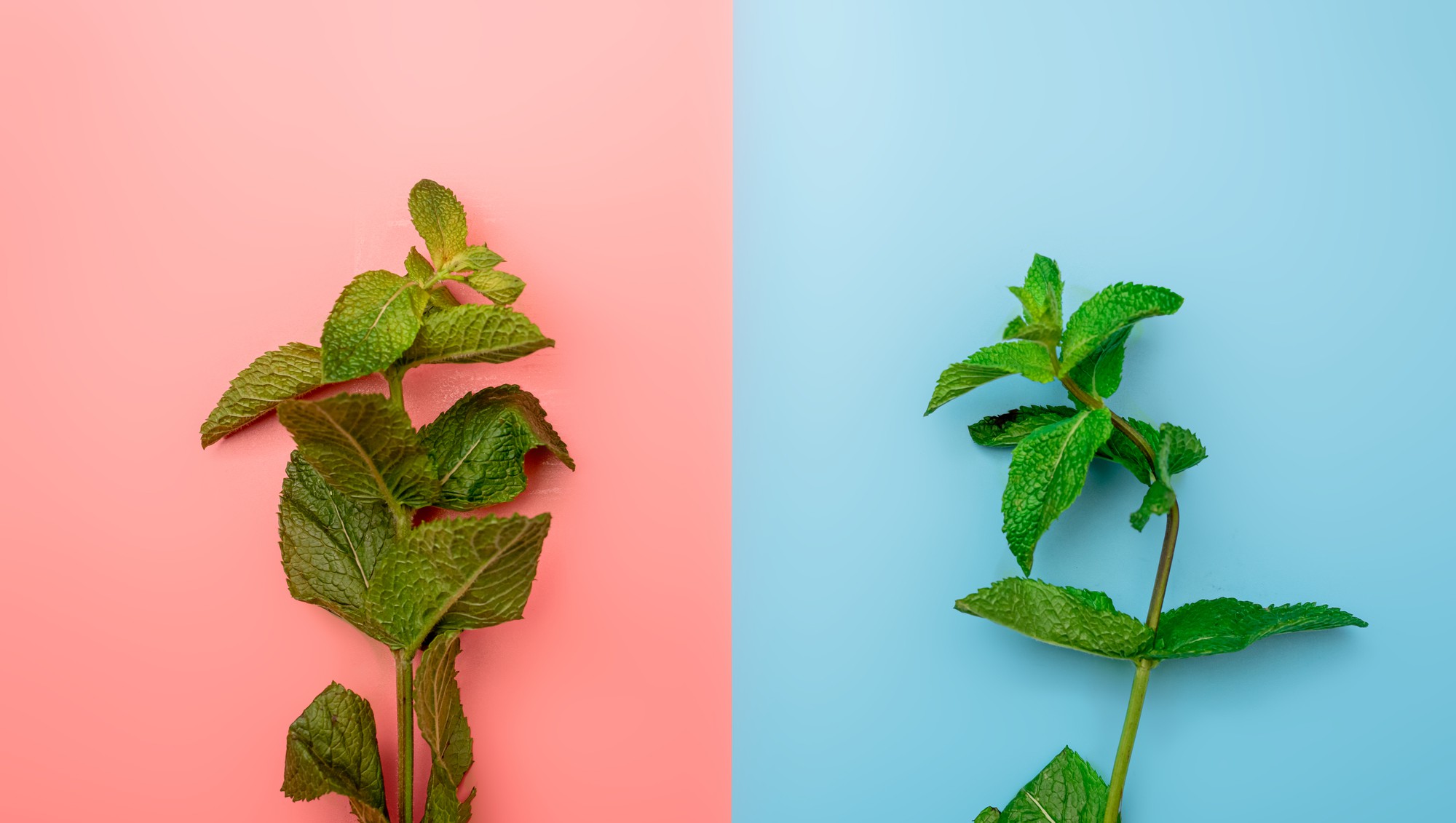 Ravintsara, ravensare et tea tree : comment ne pas les confondre ?