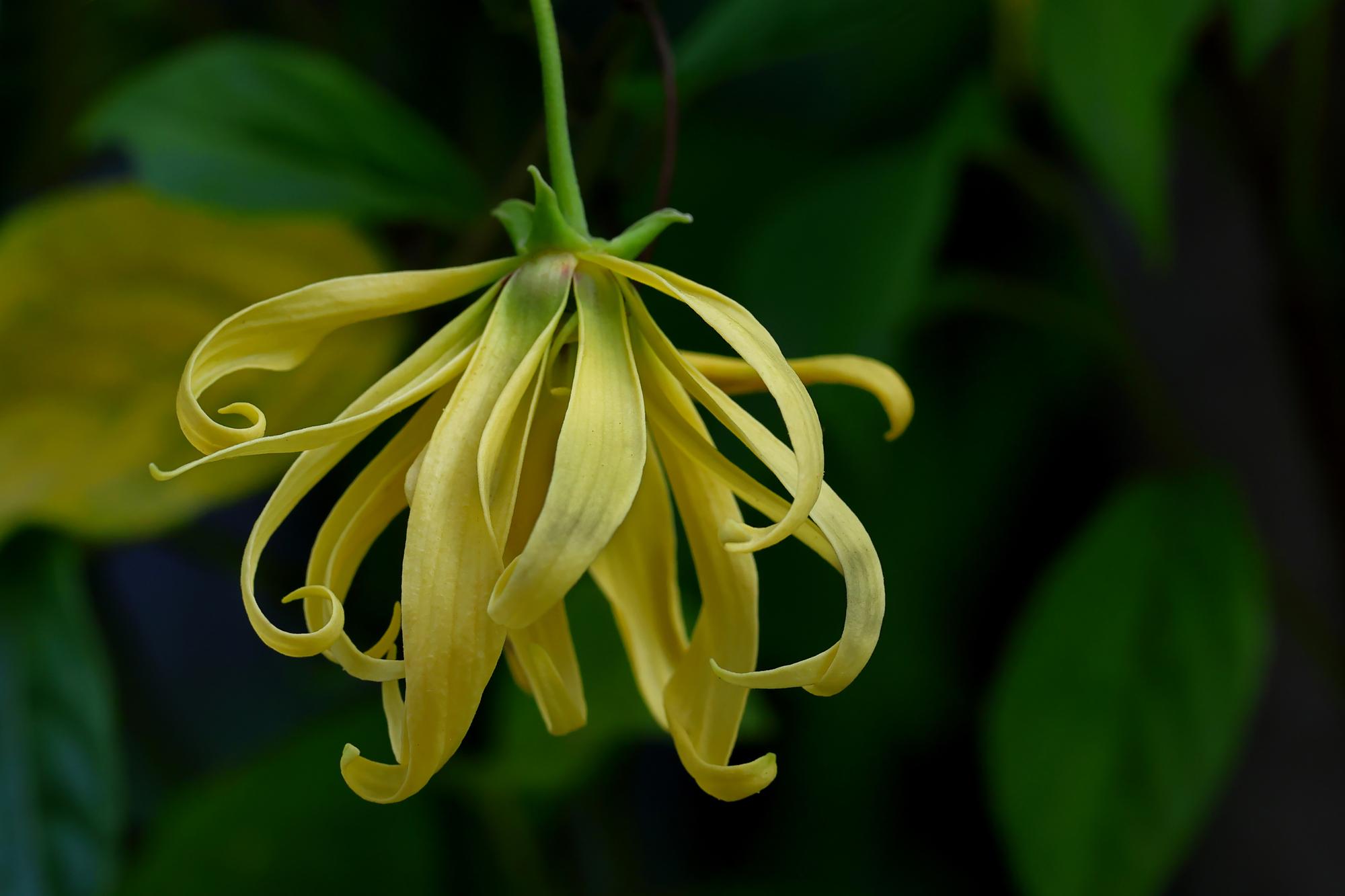 Qu’est-ce que l’ylang-ylang et où pousse-t-il ?